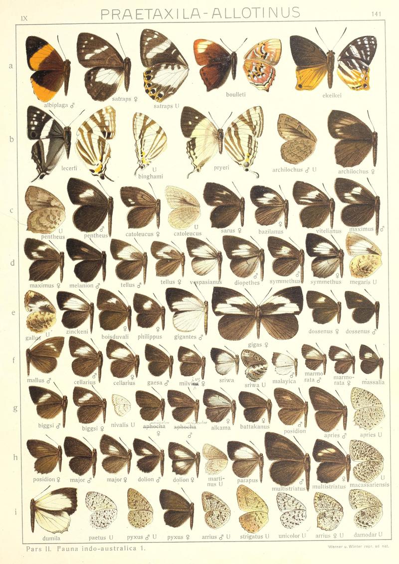 Seitz Macrolepidoptera IndoAustralica Fauna Plate 141