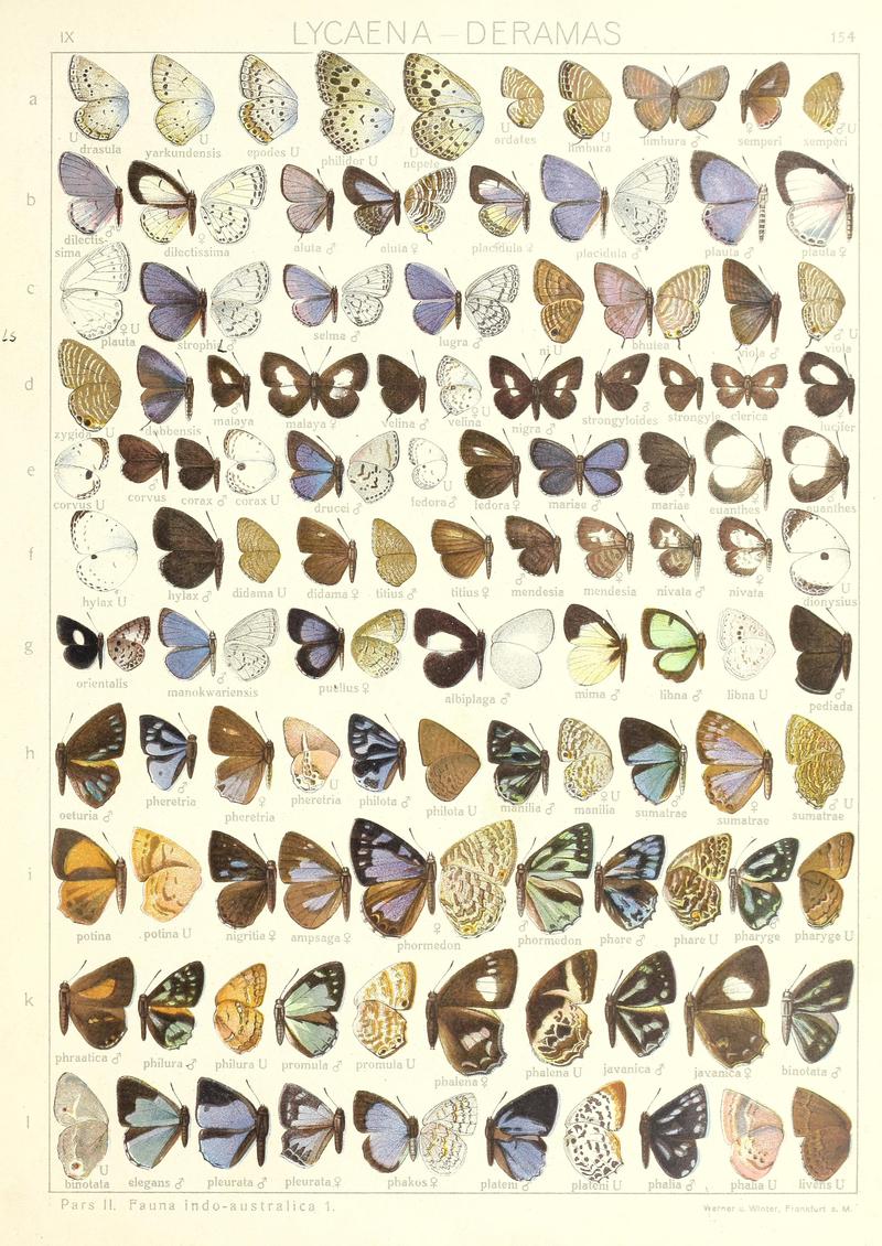 Seitz Macrolepidoptera IndoAustralica Fauna Plate 154