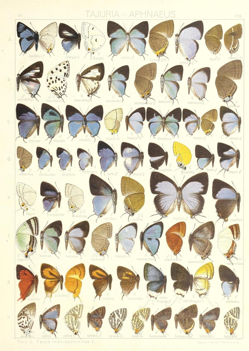 Seitz Macrolepidoptera IndoAustralica Fauna Plate 156