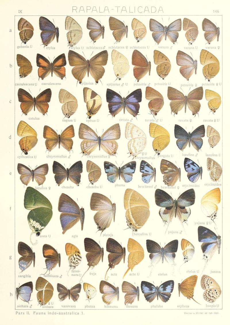 Seitz Macrolepidoptera Indoaustralian Fauna Plate 146