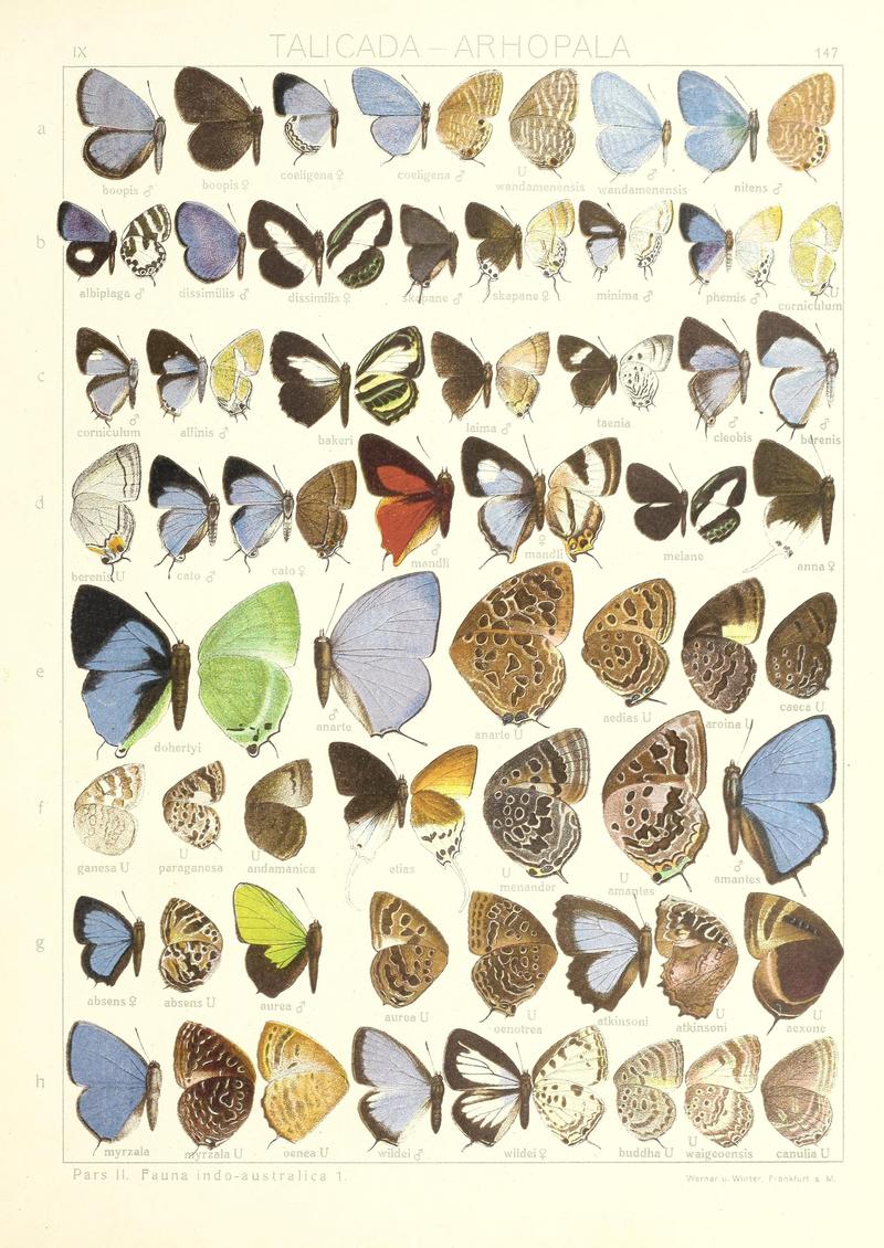 Seitz Macrolepidoptera Indoaustralian Fauna Plate 147