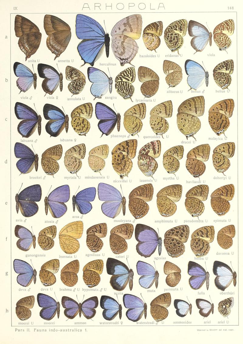 Seitz Macrolepidoptera Indoaustralian Fauna Plate 148