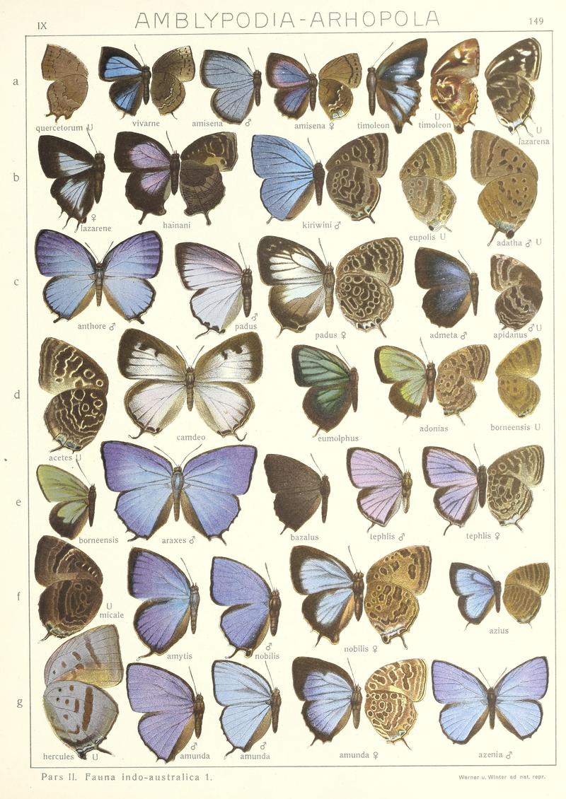 Seitz Macrolepidoptera Indoaustralian Fauna Plate 149