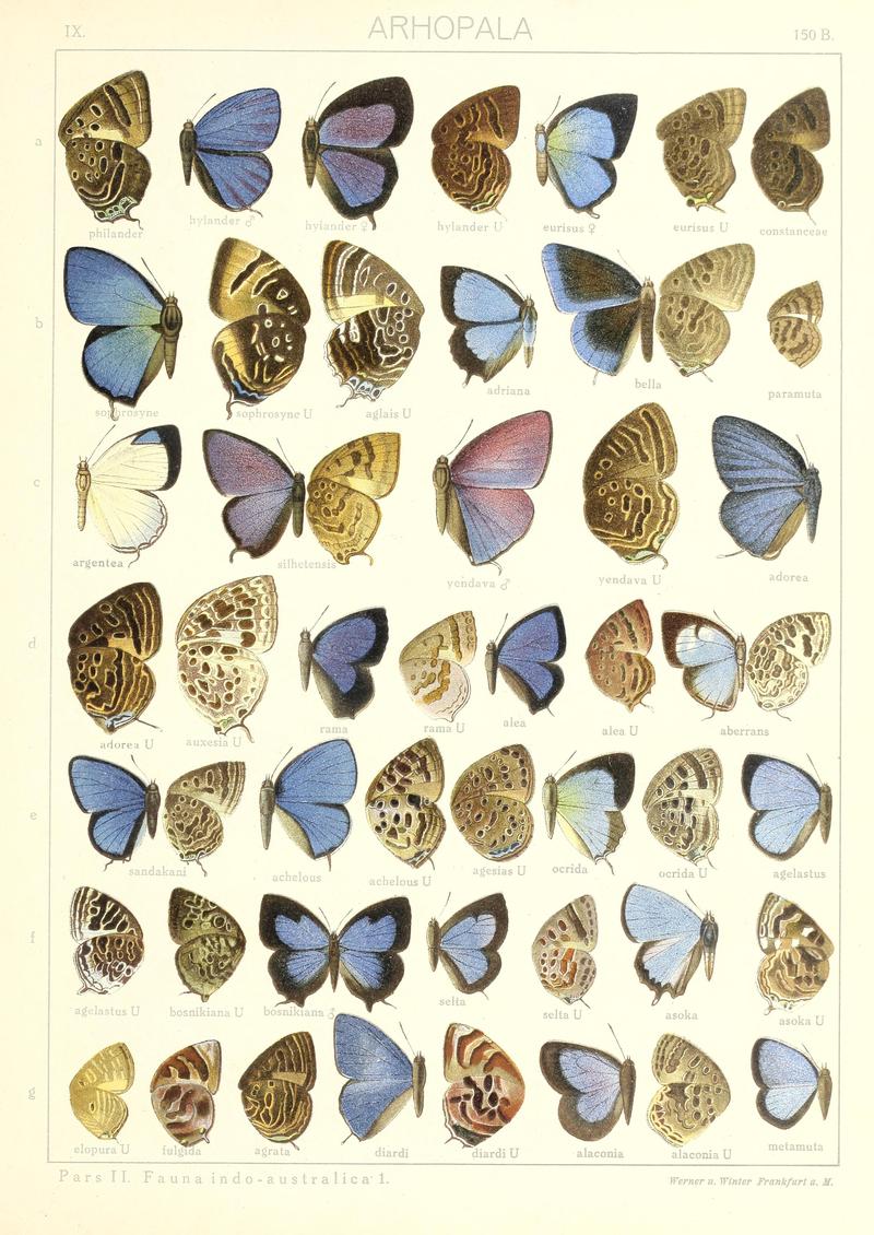 Seitz Macrolepidoptera Indoaustralian Fauna Plate 150b