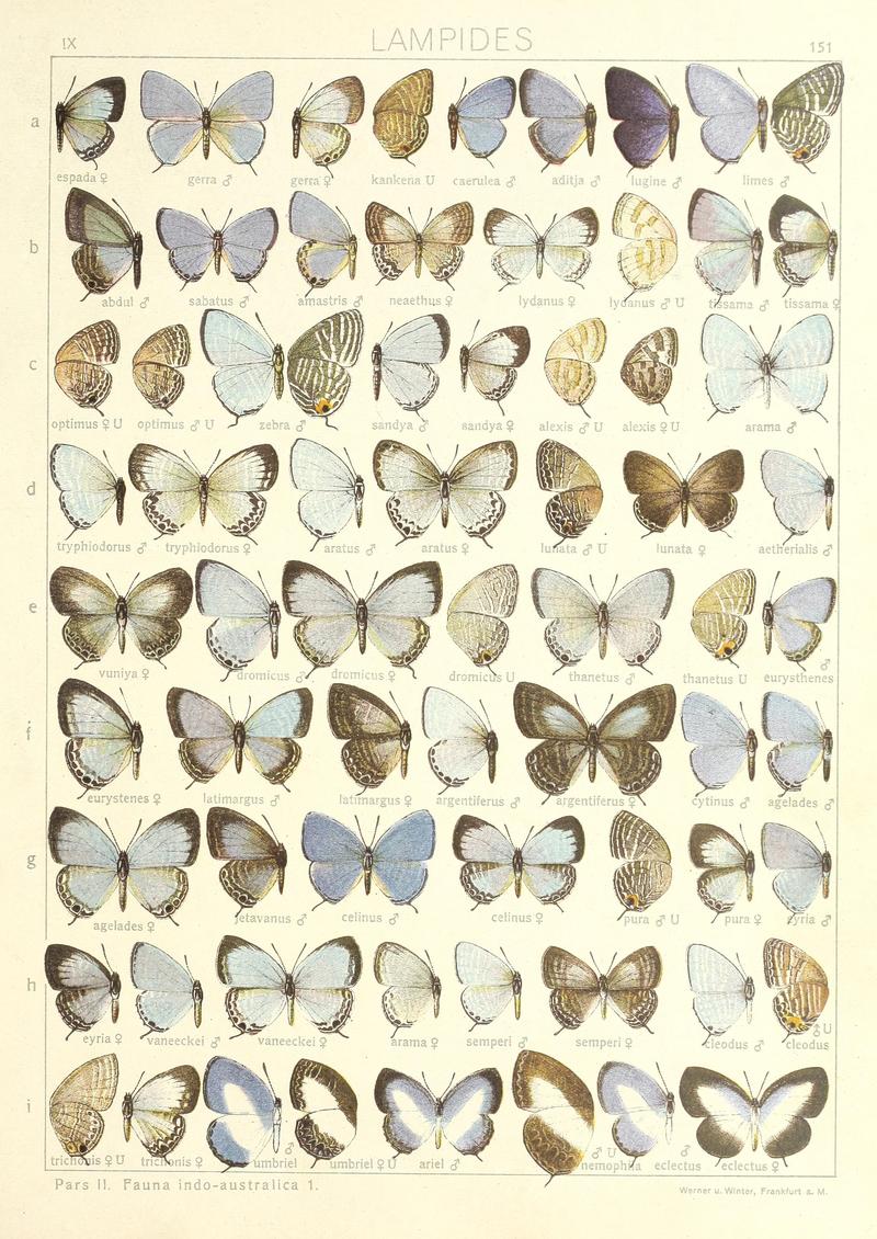 Seitz Macrolepidoptera Indoaustralian Fauna Plate 151