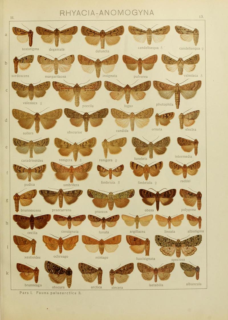 Seitzmacrolepidoptera1914Taf13