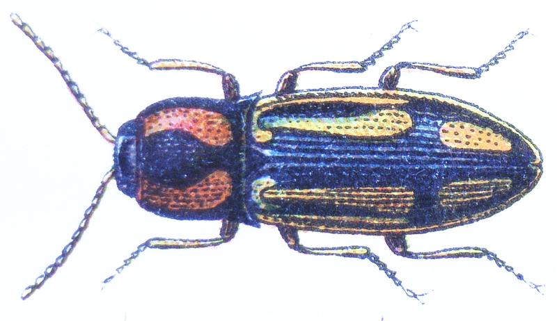 Selatosomus cruciatus Reitter