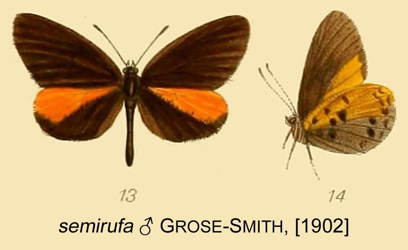 Pseuderesia semirufa from original description