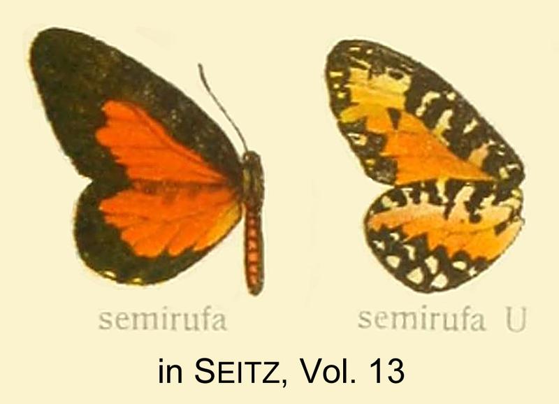 Semirufa inSeitz1914