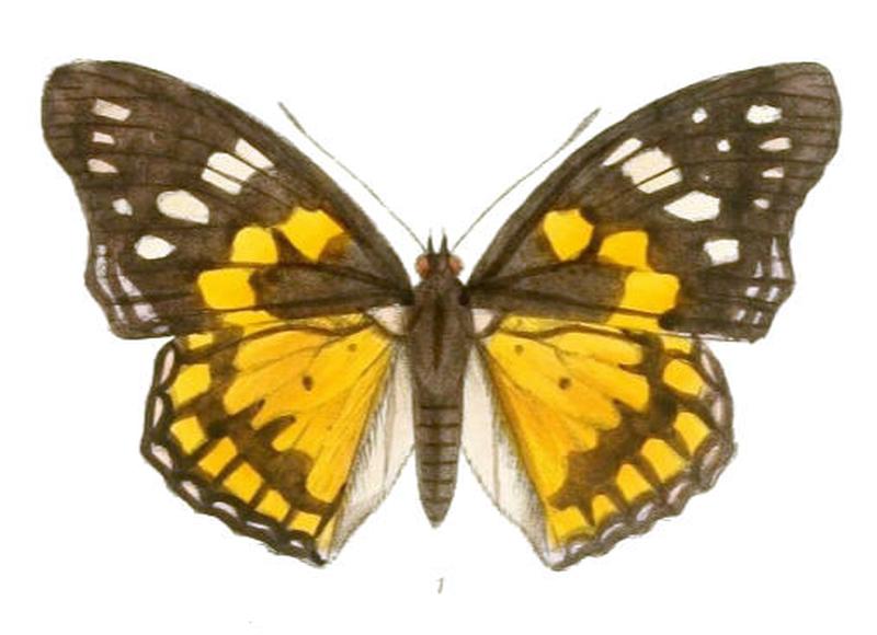 SephisaChandra198 1