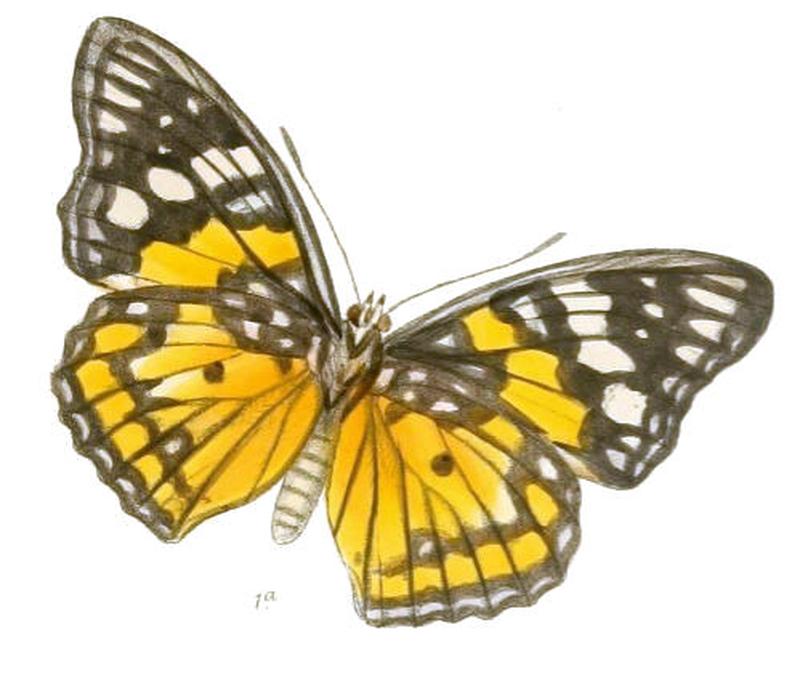 SephisaChandra198 1a