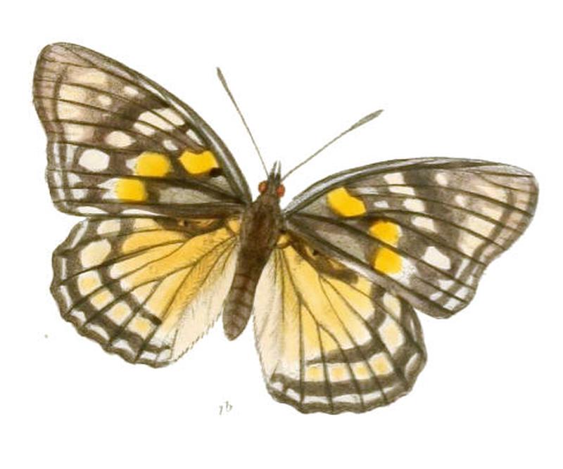 SephisaChandra198 1b
