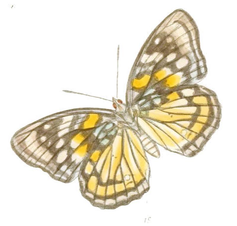 SephisaChandra198 1c