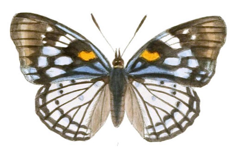 SephisaChandra199 1