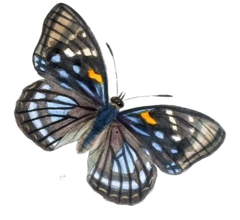 SephisaChandra199 1a