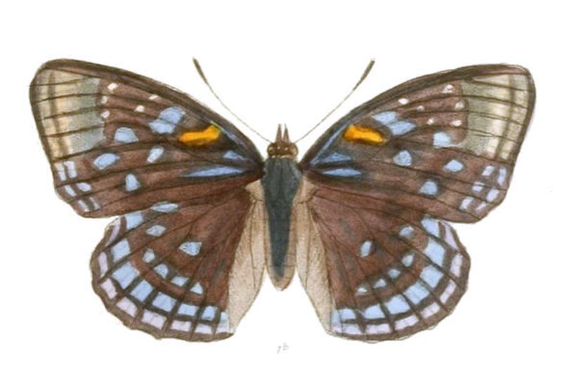 SephisaChandra199 1b