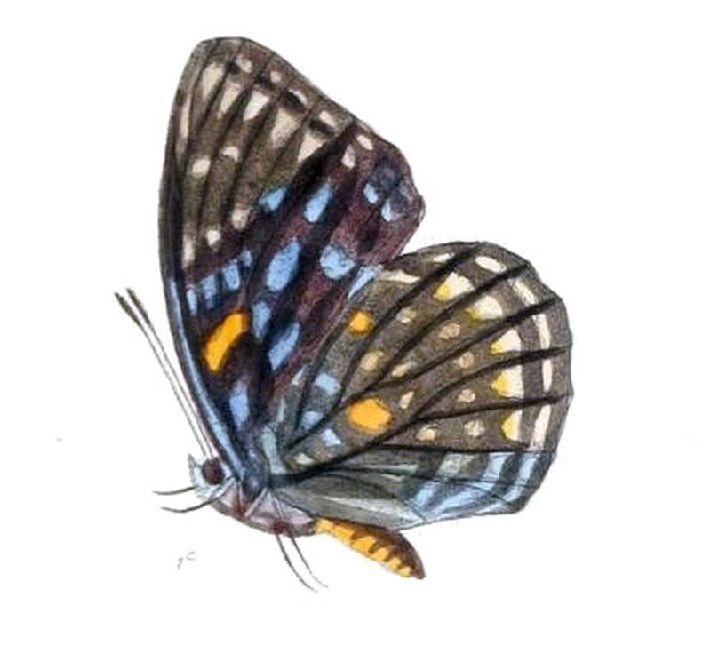 SephisaChandra199 1c