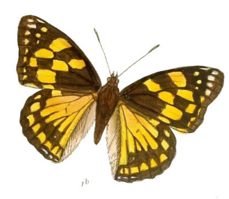 SephisaDichroa197 1b