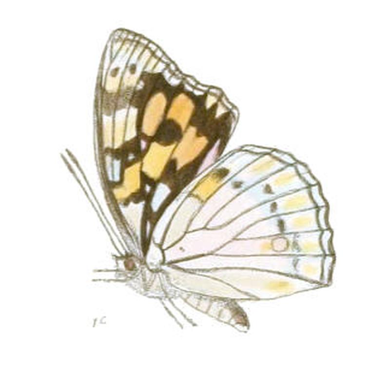 SephisaDichroa197 1c