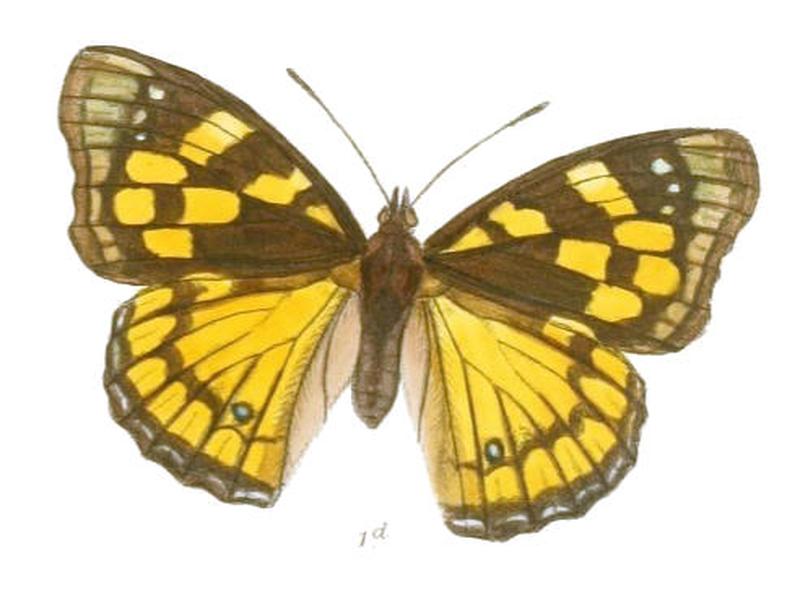 SephisaDichroa197 1d