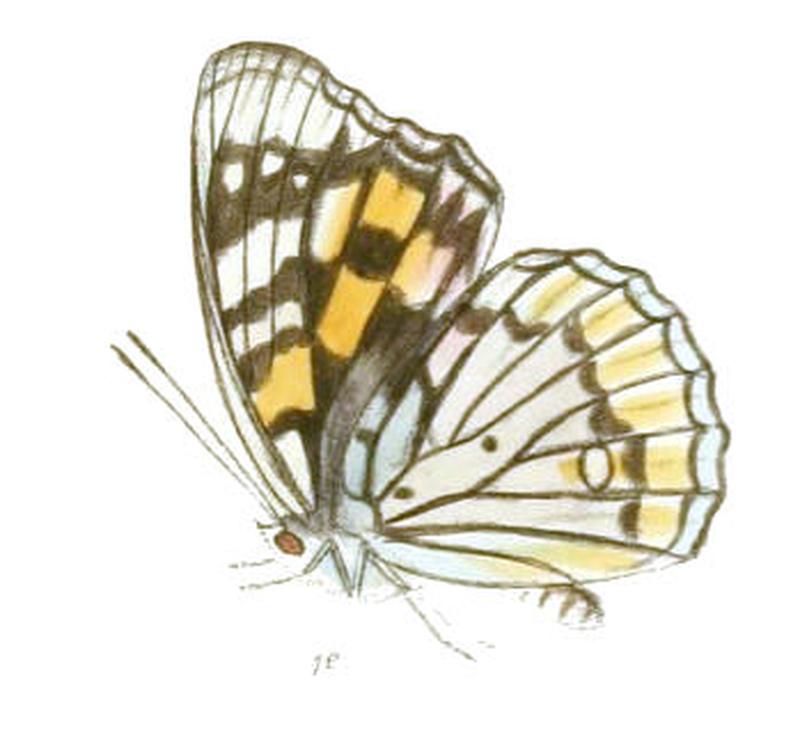 SephisaDichroa197 1e
