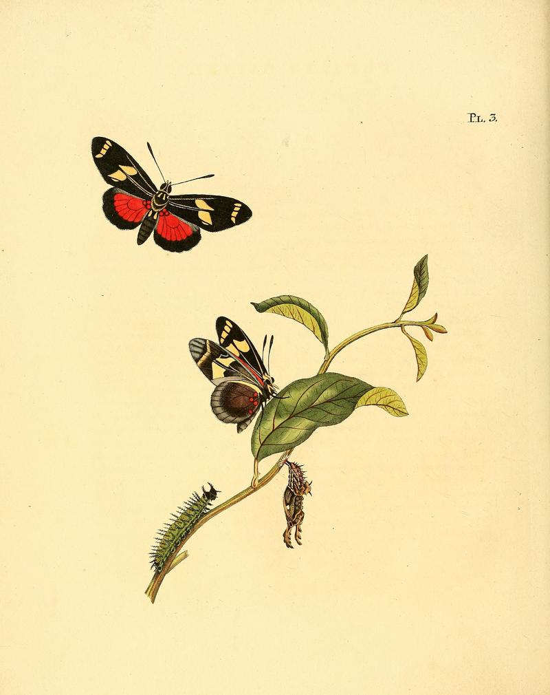 Sepp-Surinaamsche vlinders - pl 003 plate Heliconius ricini