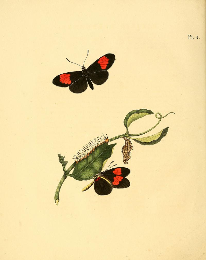 Sepp-Surinaamsche vlinders - pl 004 plate Heliconius melpomene