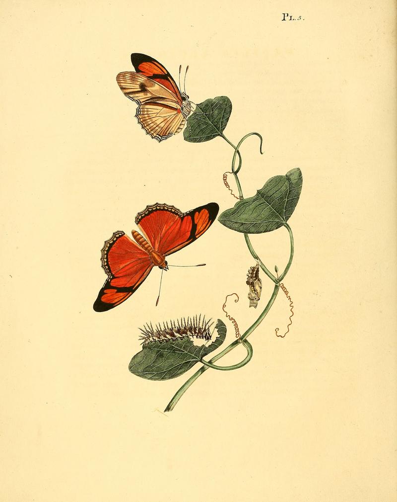 Sepp-Surinaamsche vlinders - pl 005 plate Dryas julia