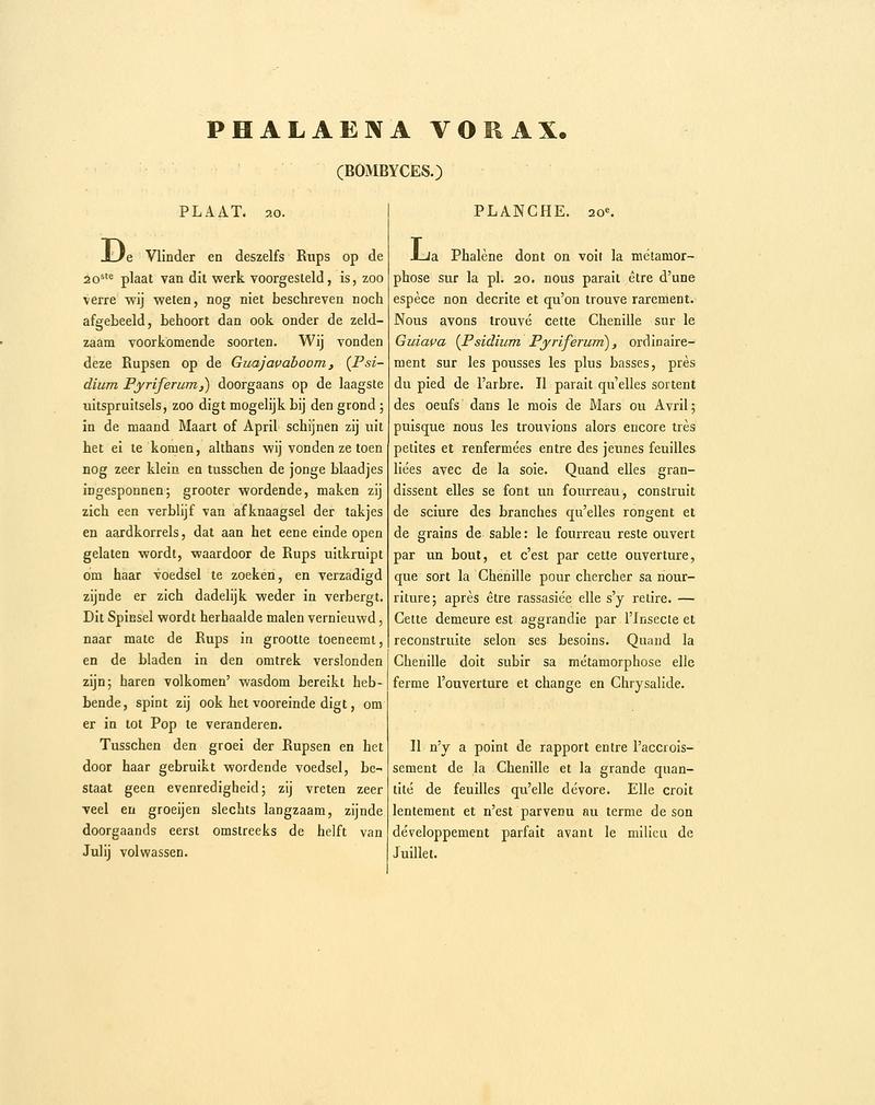 Sepp-Surinaamsche vlinders - pl 020 text1 descr. as Phalaena vorax