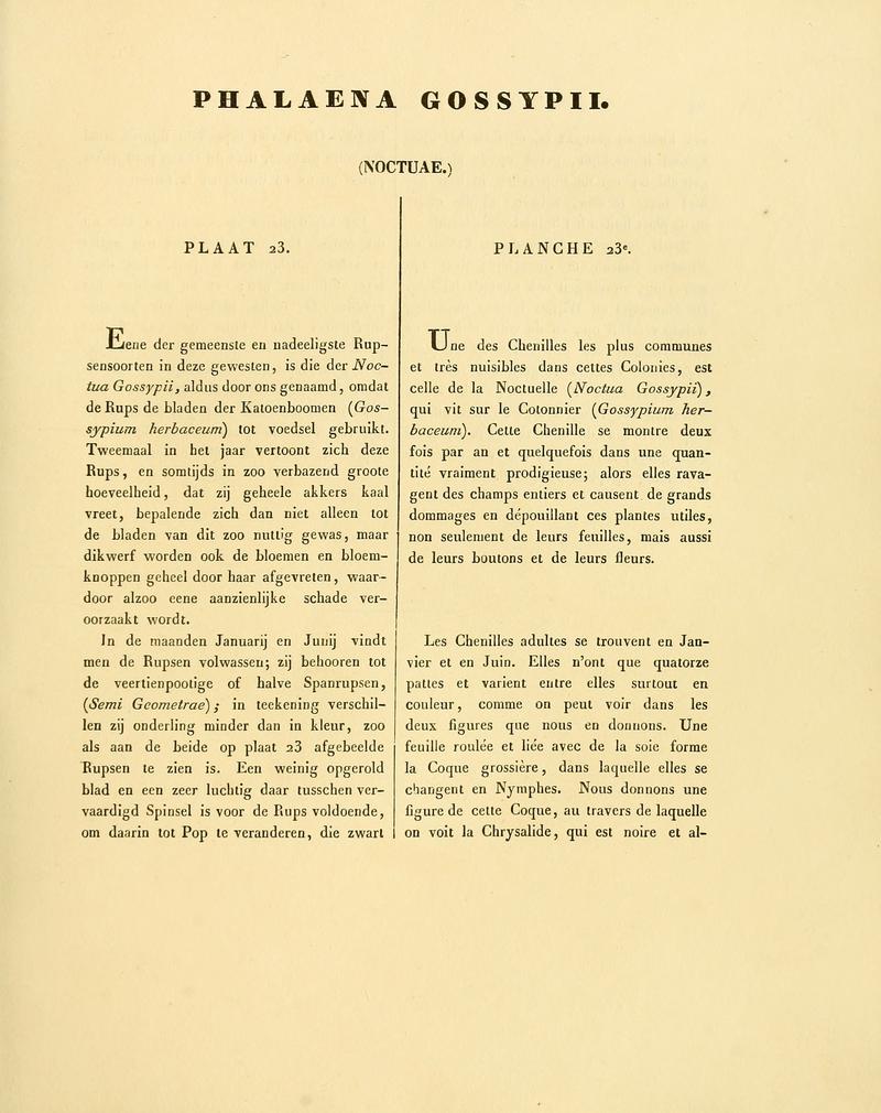 Sepp-Surinaamsche vlinders - pl 023 text1 descr. as Phalaena gossypii