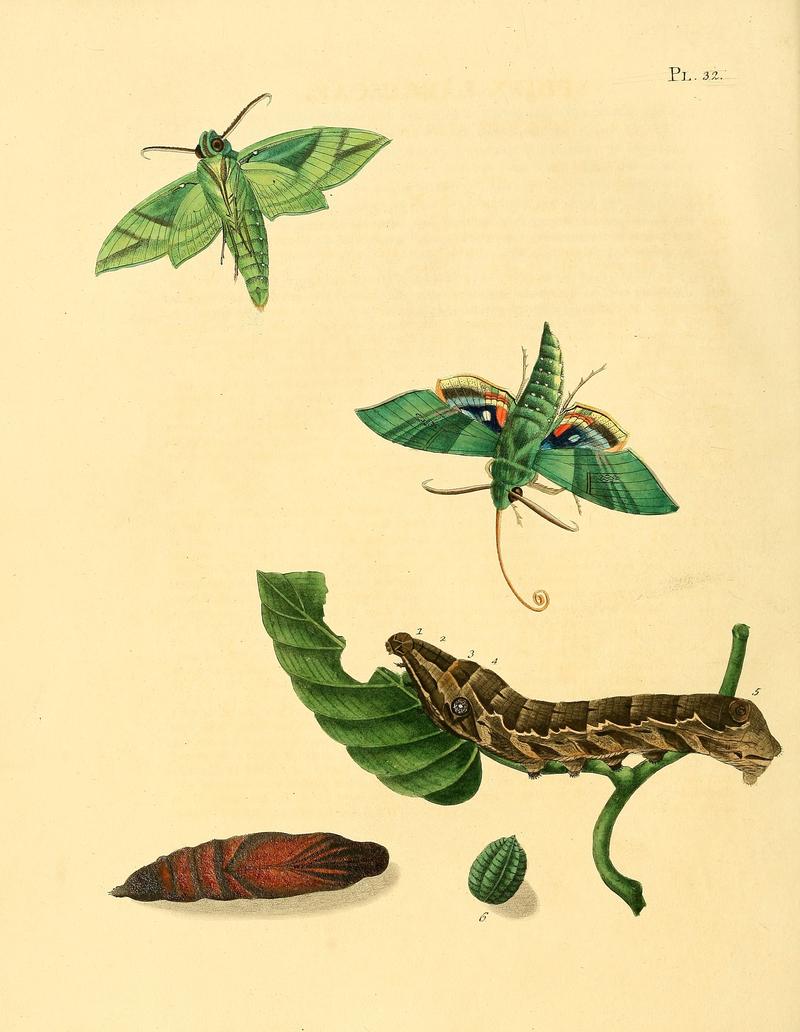 Sepp-Surinaamsche vlinders - pl 032 plate Eumorpha labruscae