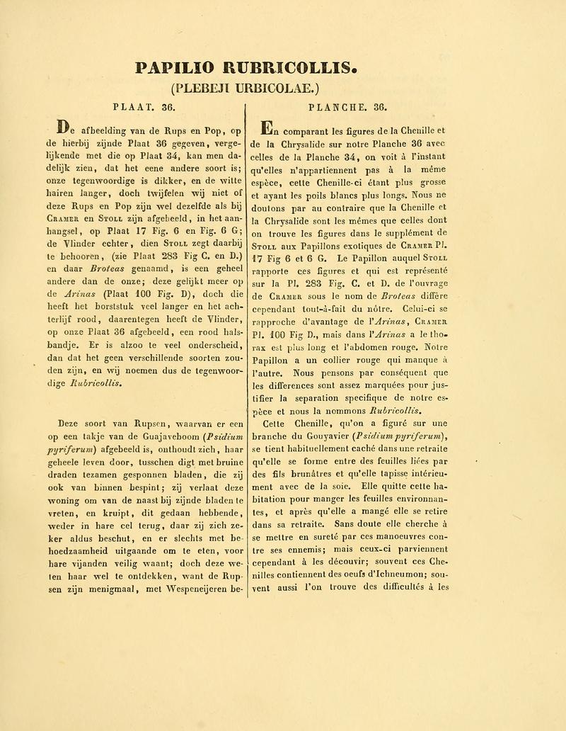 Sepp-Surinaamsche vlinders - pl 036 text1 Gunayan rubricollis