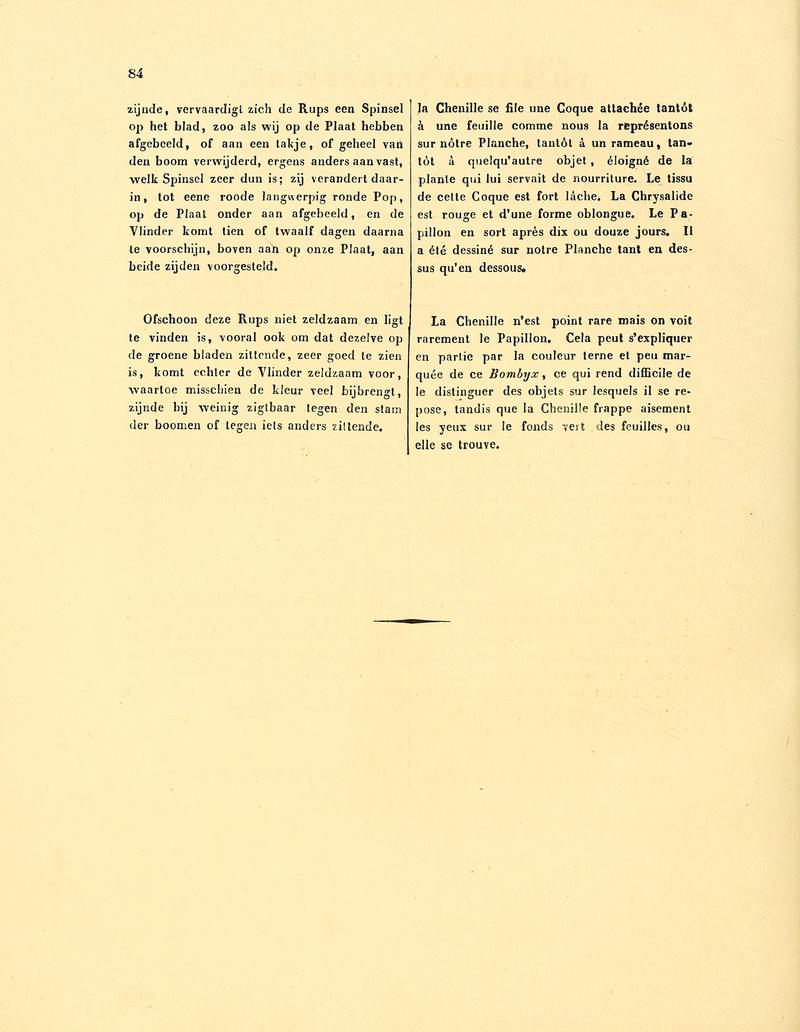 Sepp-Surinaamsche vlinders - pl 038 text2 descr. as Phalaena neuroptera