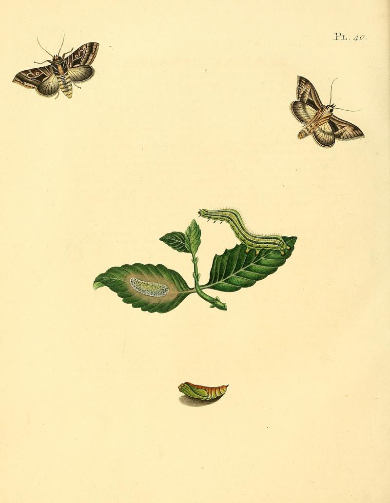Sepp-Surinaamsche vlinders - pl 040 plate Enigmogramma phytolacca