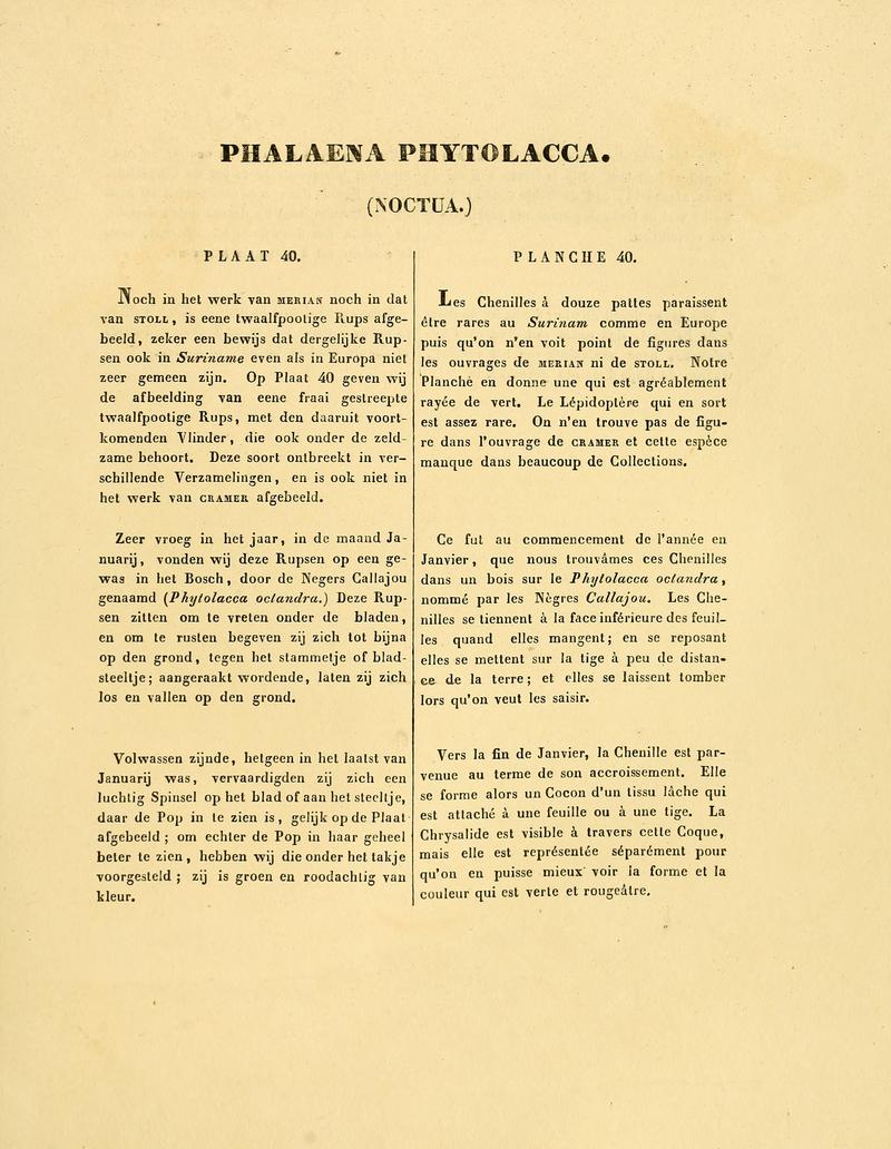 Sepp-Surinaamsche vlinders - pl 040 text1 Enigmogramma phytolacca