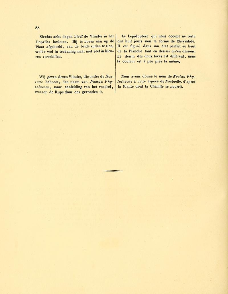 Sepp-Surinaamsche vlinders - pl 040 text2 Enigmogramma phytolacca