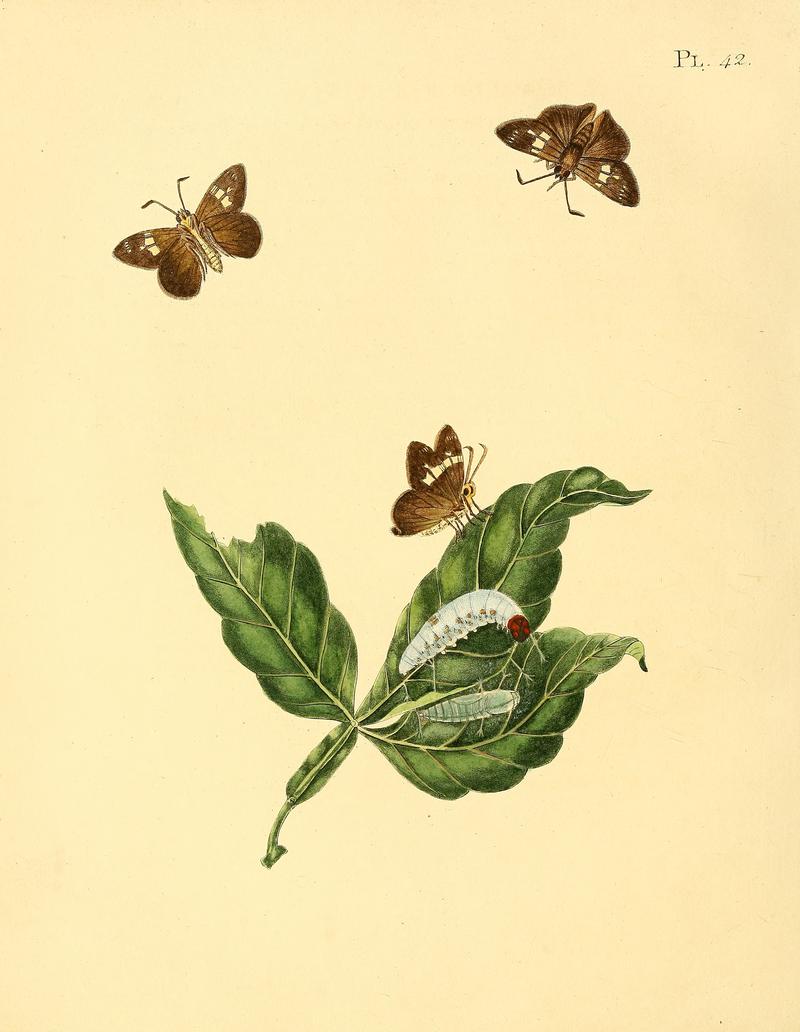 Sepp-Surinaamsche vlinders - pl 042 plate Pseudonascus paulliniae