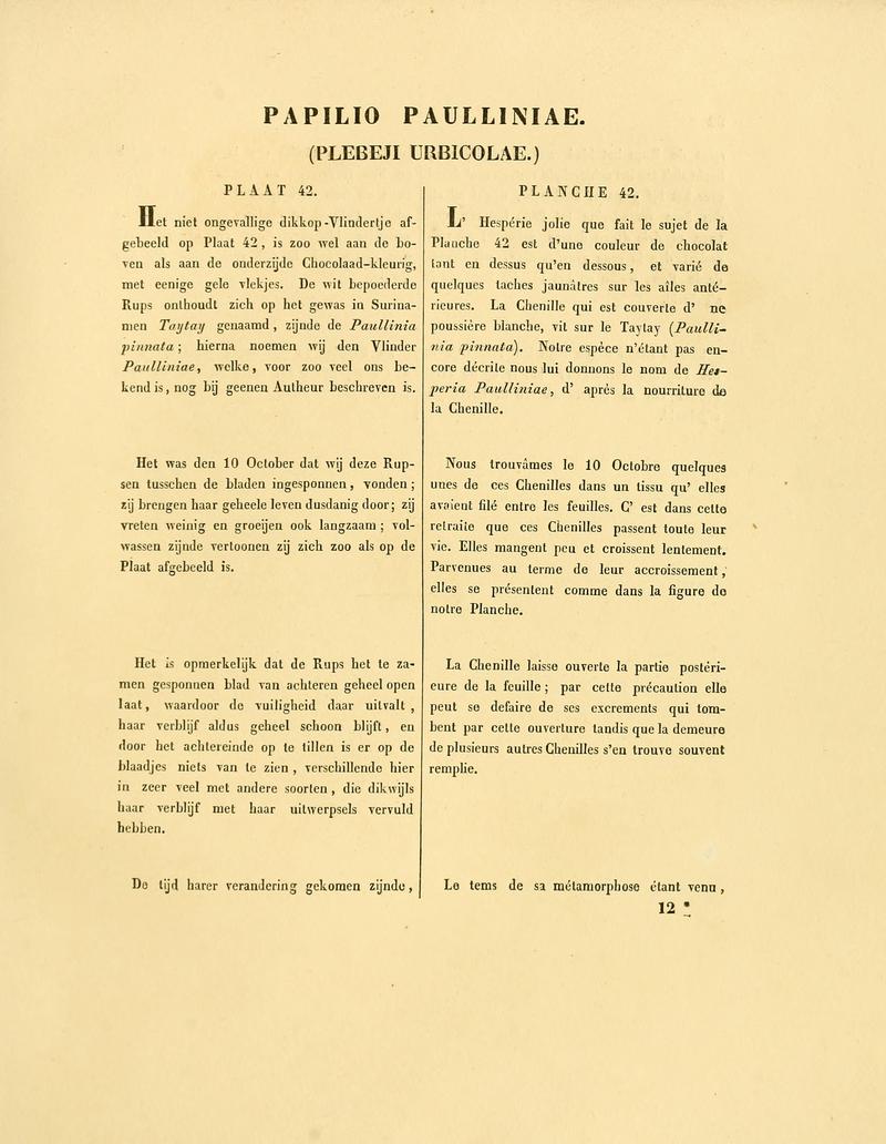Sepp-Surinaamsche vlinders - pl 042 text1 Pseudonascus paulliniae