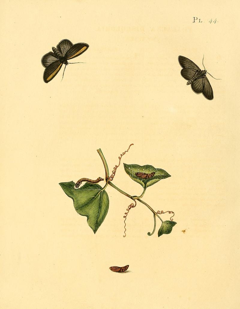 Sepp-Surinaamsche vlinders - pl 044 plate descr. as Phalaena discoloria
