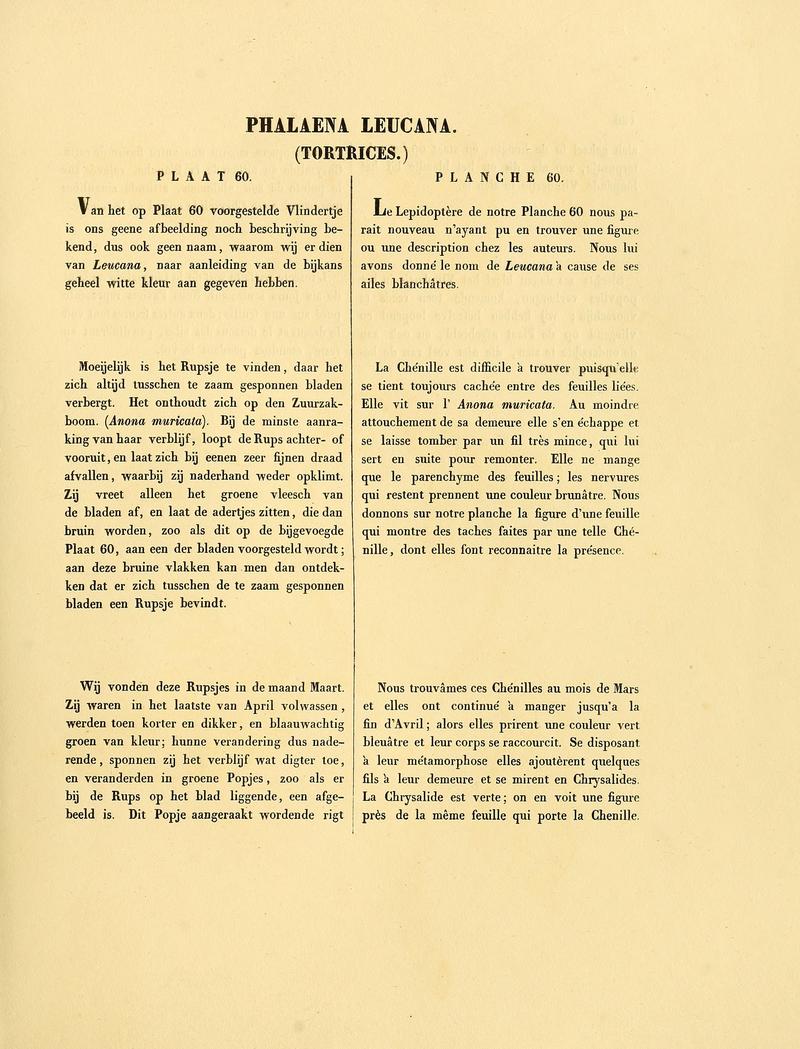 Sepp-Surinaamsche vlinders - pl 060 text1 descr as Phalaena leucana