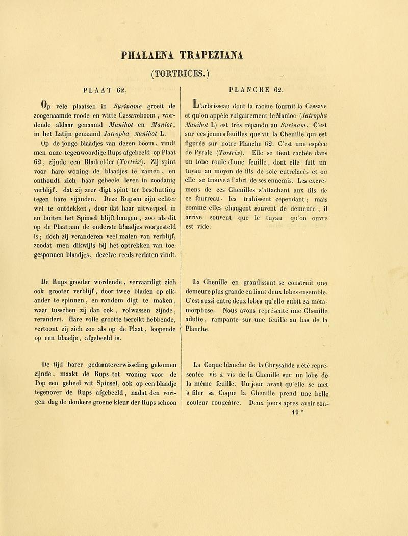 Sepp-Surinaamsche vlinders - pl 062 text1 Chilozela trapeziana