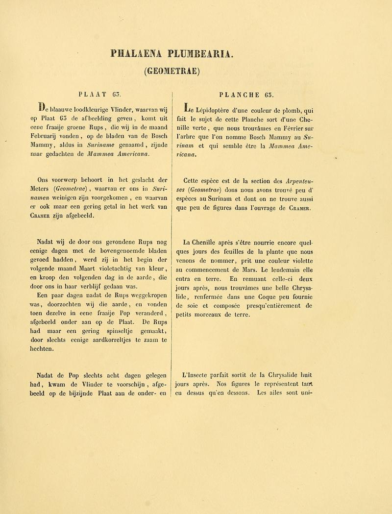 Sepp-Surinaamsche vlinders - pl 063 text1 descr. as Phalaena plumbearia