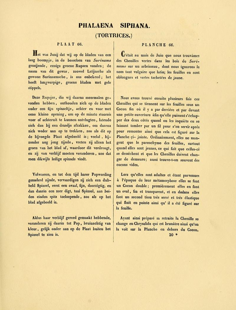 Sepp-Surinaamsche vlinders - pl 066 text1 descr. as Phalaena siphana