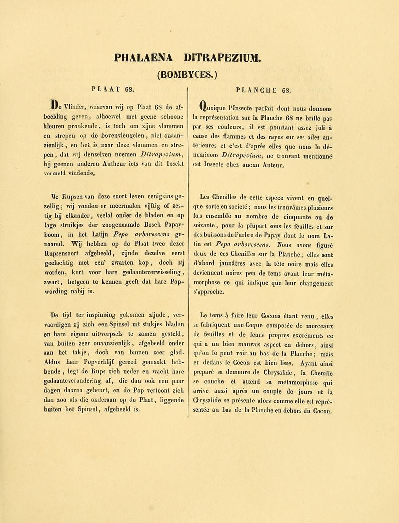 Sepp-Surinaamsche vlinders - pl 068 text1 descr. as Phalaena ditrapezium