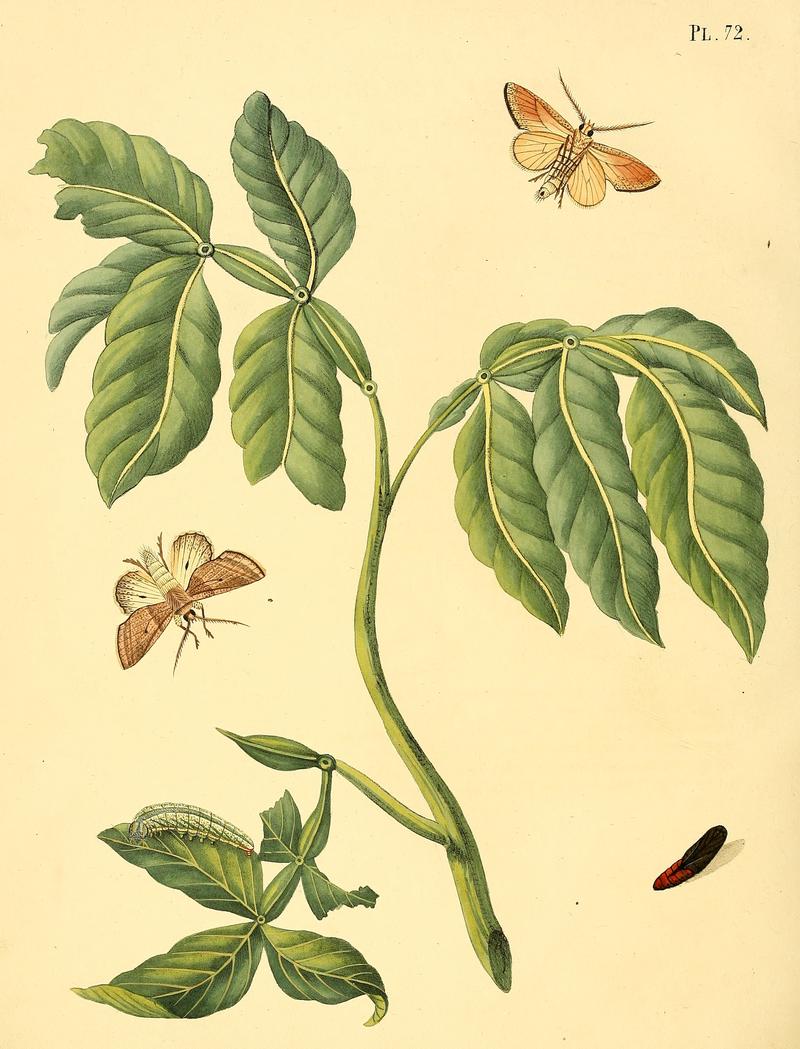 Sepp-Surinaamsche vlinders - pl 072 plate descr. as Phalaena tetrastigma