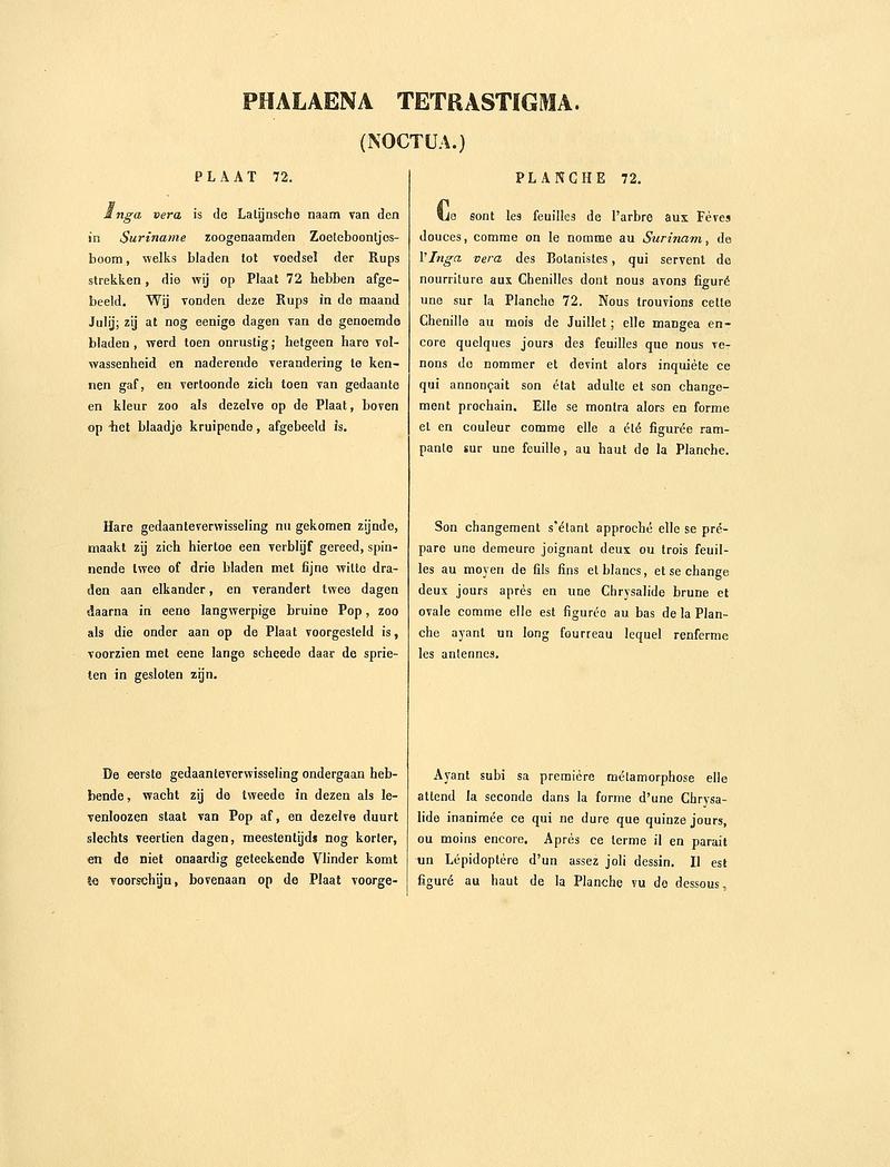 Sepp-Surinaamsche vlinders - pl 072 text1 descr. as Phalaena tetrastigma