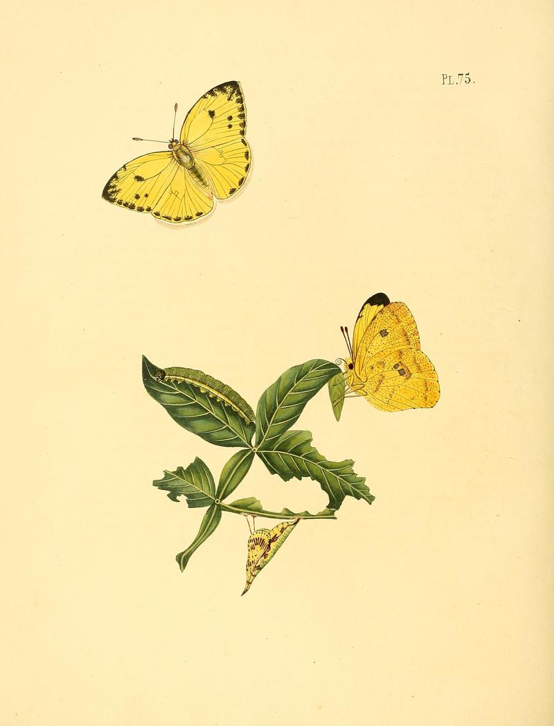 Sepp-Surinaamsche vlinders - pl 075 plate descr. as Papilio xanthe