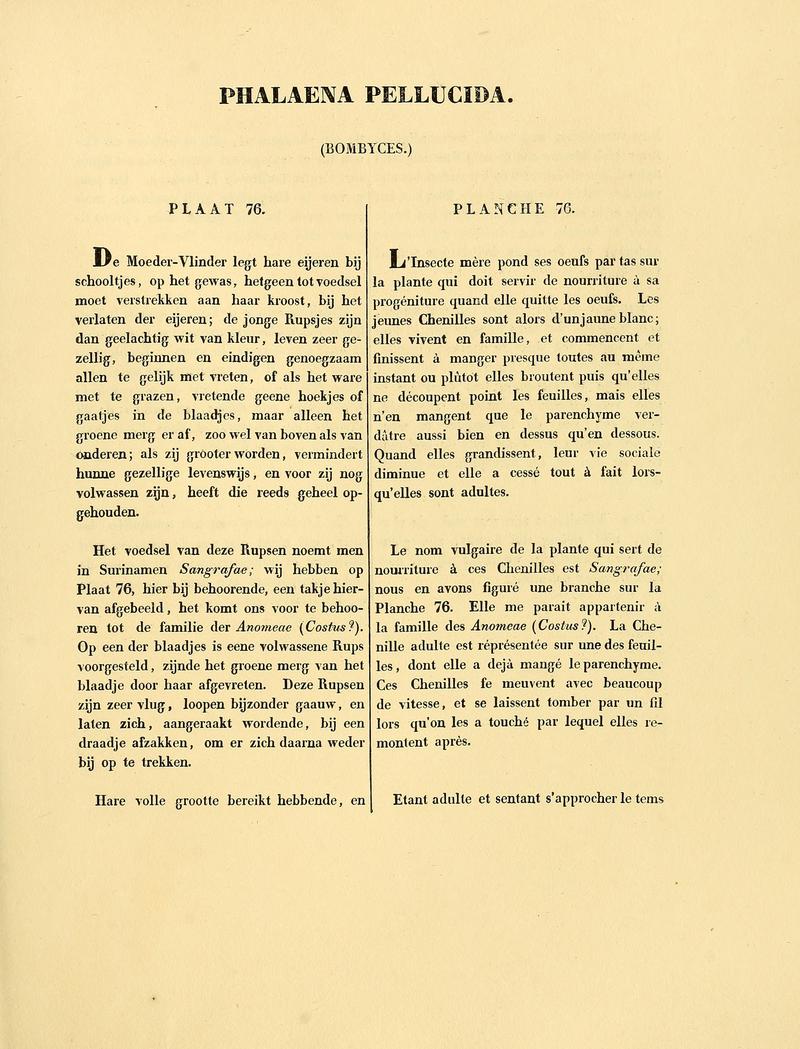 Sepp-Surinaamsche vlinders - pl 076 text1 descr. as Phalaena pellucida