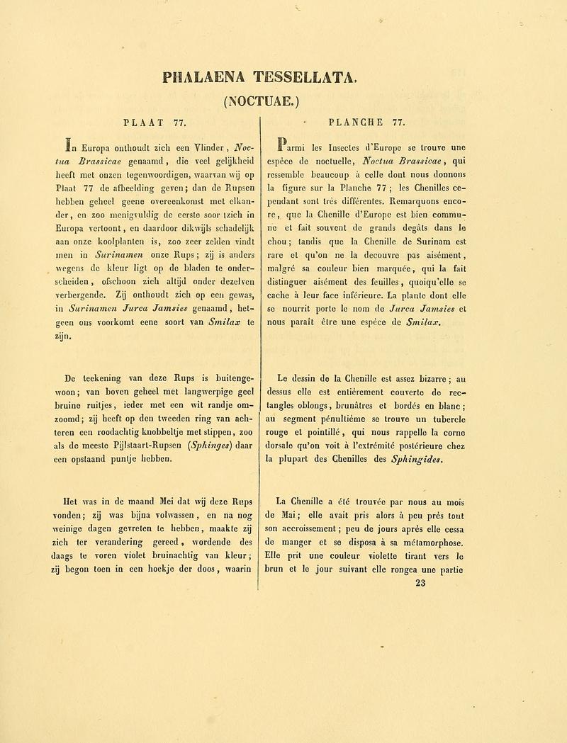 Sepp-Surinaamsche vlinders - pl 077 text1 descr. as Phalaena tessellata