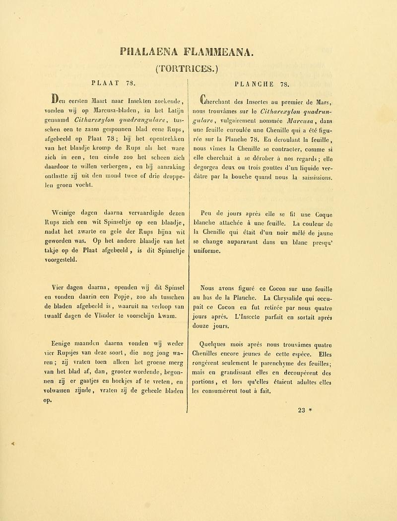 Sepp-Surinaamsche vlinders - pl 078 text1 descr. as Phalaena flammeana